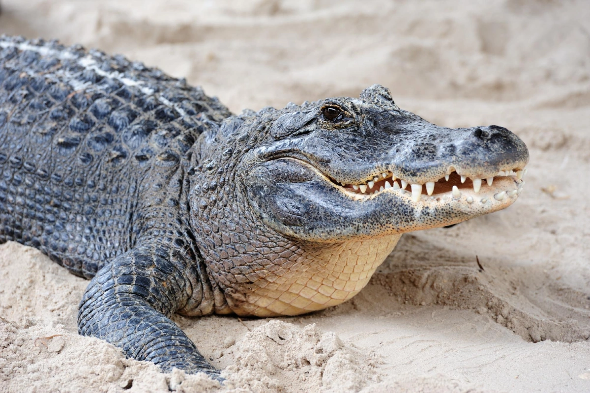 Alligator closeup on sand