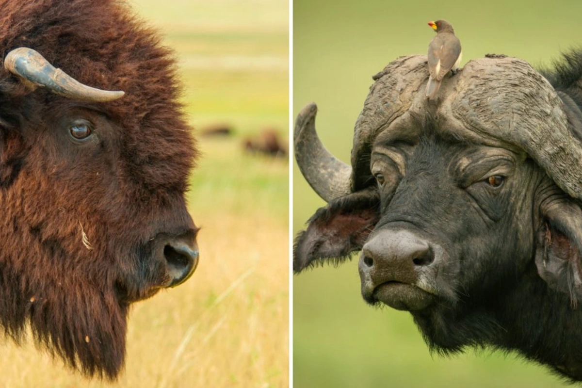 bison and buffalo